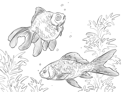 Black Moor And Shubunkin Goldfishes  Coloring Page